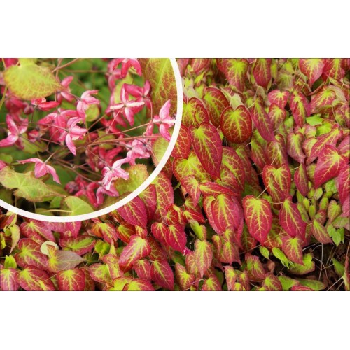 Epimedis raudonasis (lot. Epimedium rubrum)