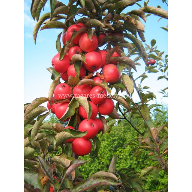 Obelis koloninė rudeninė ( lot. Malus domestica) Elina