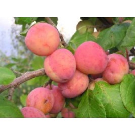 Slyva  ( lot.Prunus cerasifera)  Ema Leperman Slyva  ( lot.Prunus cerasifera)  Ema Leperman