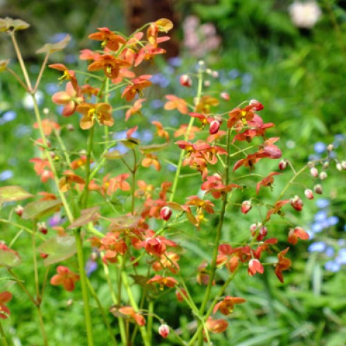 Epimedis (lot. Epimedium warleyense) Ellen Willmott
