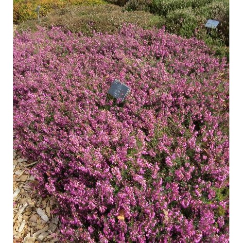 Erika pavasarinė ( lot. Erica carnea) Praecox Rubra