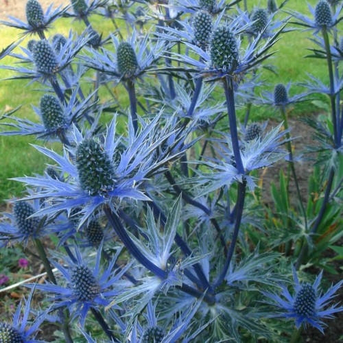 Zunda ( lot. Eryngium zabelii) Big Blue