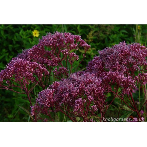 Kemeras dėmėtasis ( lot.Eupatorium maculatum ) RIESENSCHIRM