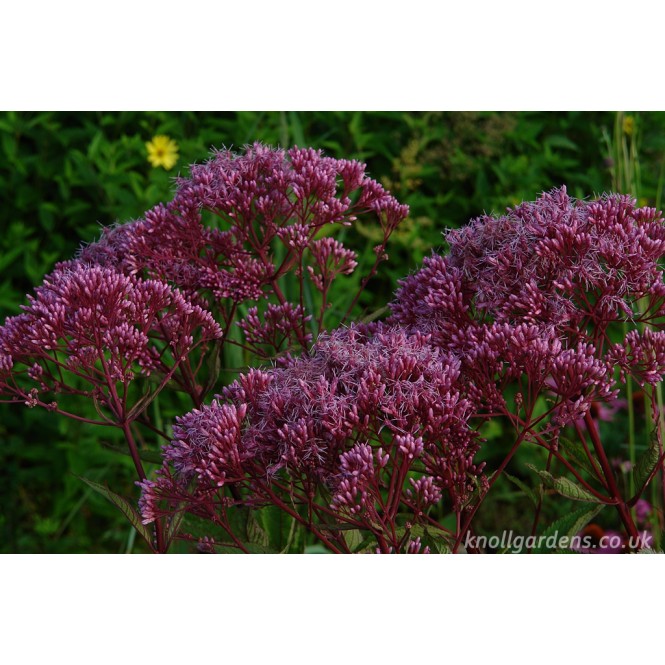Kemeras dėmėtasis ( lot.Eupatorium maculatum ) RIESENSCHIRM
