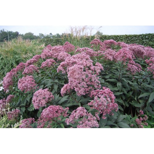 Kemeras ( lot.Eupatorium maculatum) Atropurpureum