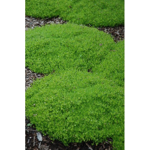 Žemene siuline (lot. Sagina subulata) 