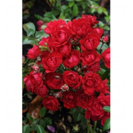 Rožė ( lot. Rosa ) Fairy Dance (,, Harward")