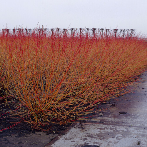 Sedula raudonoji (lot. Cornus sanguineum)  Midwinter Fire 