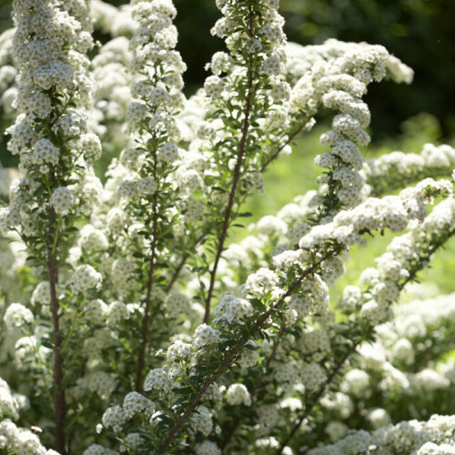 Lanksva niponinė ( lot. Spiraea nipponica) June Bride