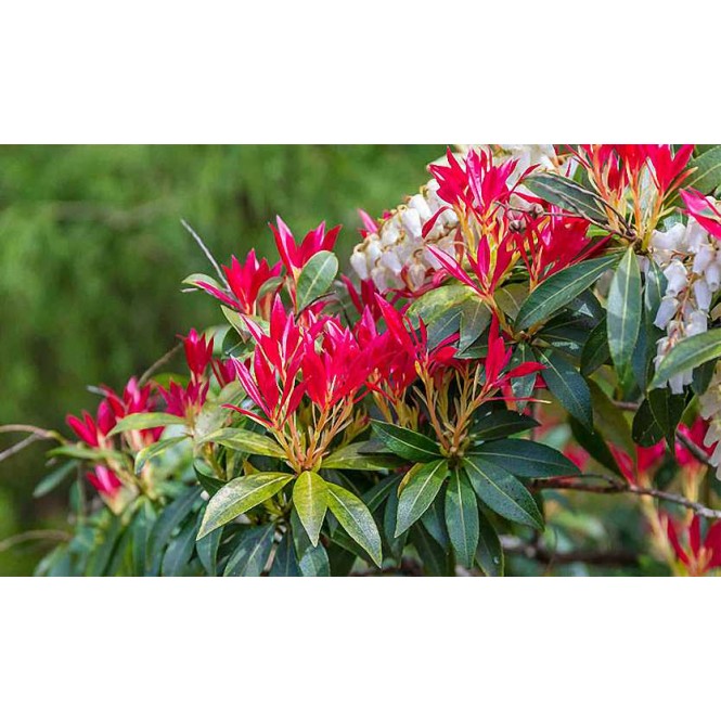 Pjeris japoninis(lot. Pieris japonica) Forest Flame Pjeris japoninis(lot. Pieris japonica) Forest Flame