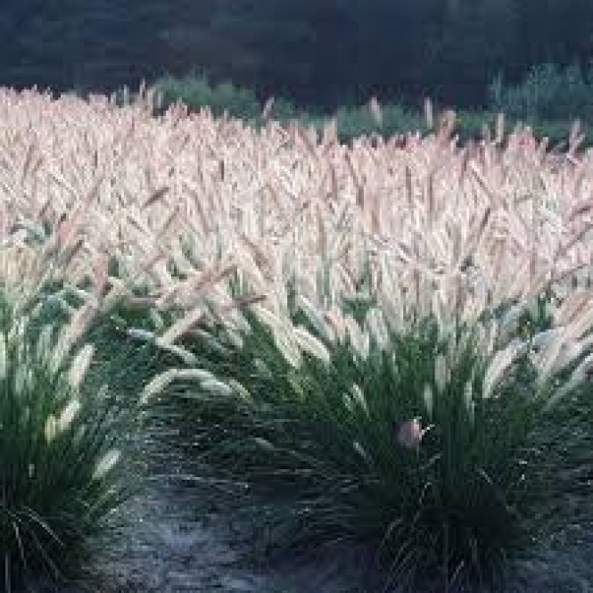 Soruolė  (lot. Pennisetum  orientalis) FOXTROT