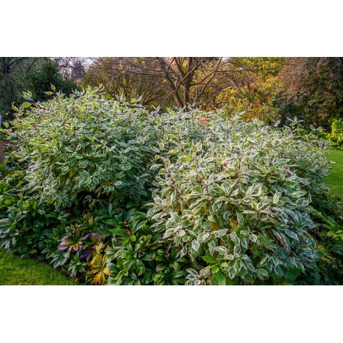 Sedula baltoji ( lot. Cornus alba) Ivory Halo