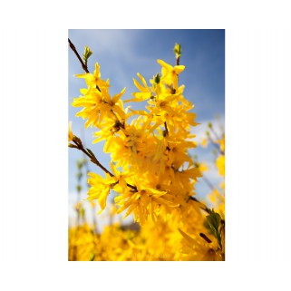 Forsitija tarpinė ( lot. Forsythia intermedia) Mini gold