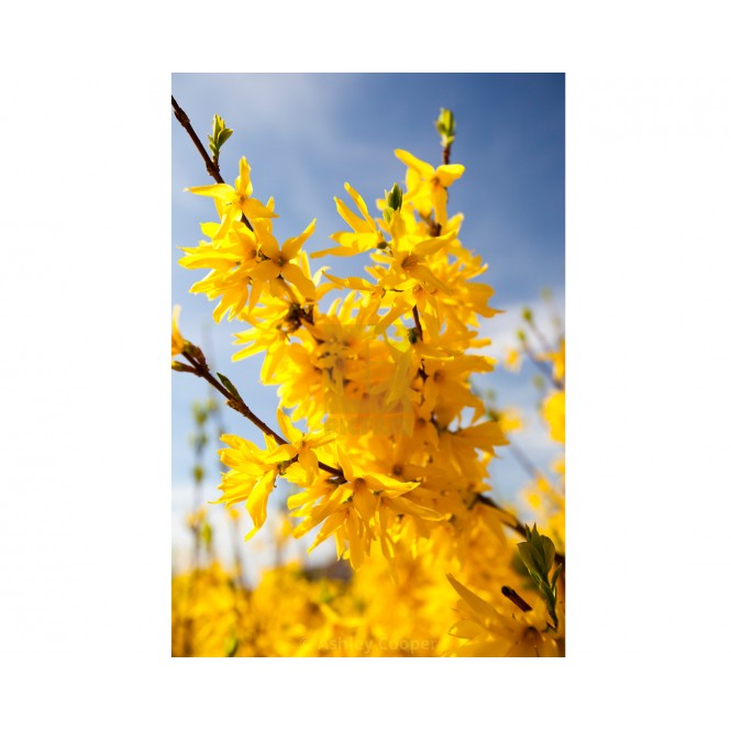 Forsitija tarpinė ( lot. Forsythia intermedia) Mini gold