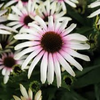 Ežiuolė rausvažiedė (lot.Echinacea purpurea) Fountain Pink Eye