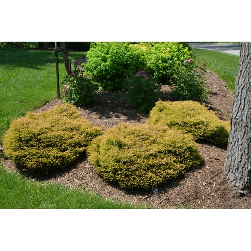 Tuja vakarinė ( lot. Tuja occidentalis) Golden Tuffet