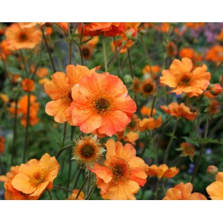 Žiognagė (lot. Geum  coccineum) Totally Tangerine