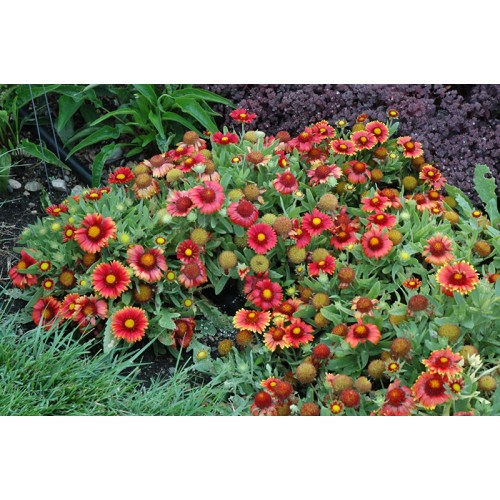 Gailiardija ( lot. Gaillardia aristata) Arizona Red Shades