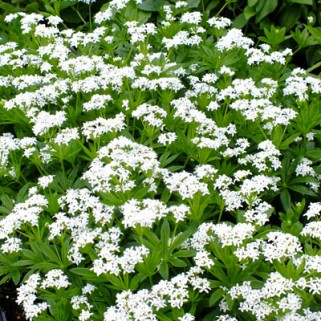Kvapusis lipikas (Galium odoratum),