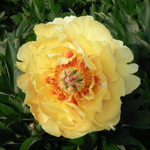 Bijūnas ( lot. peonia hybrida)  ITOH  Garden Treasure, vazone