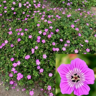 Snaputis (lot. Geranium wallichianum)  Kelly Anne