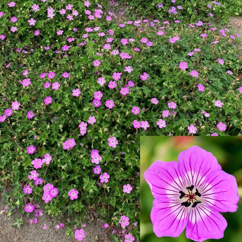 Snaputis (lot. Geranium wallichianum)  Kelly Anne