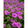 Snaputis (lot. Geranium wallichianum)  Kelly Anne