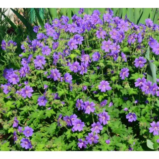 Snaputis didysis (lot. Geranium x magnificum)  Rosemoor