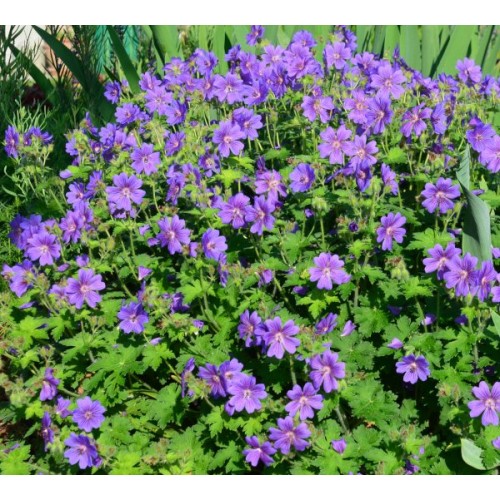 Snaputis didysis (lot. Geranium x magnificum)  Rosemoor