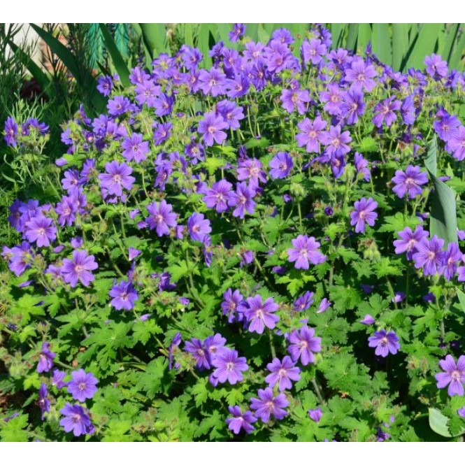 Snaputis didysis (lot. Geranium x magnificum) Rosemoor Snaputis didysis (lot. Geranium x magnificum) Rosemoor
