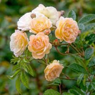 Rožė ( lot. Rosa ) Ghislaine de Feligonde