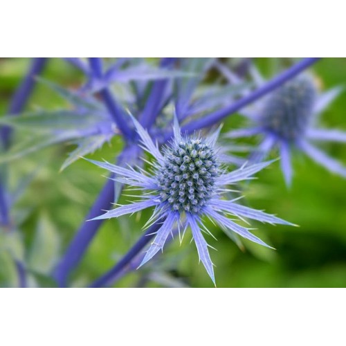 Zunda plokščialapė ( lot. Eryngium planum)