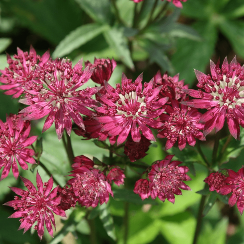 Astrancija didžioji ( lot. Astrantia major) Ruby Cloud