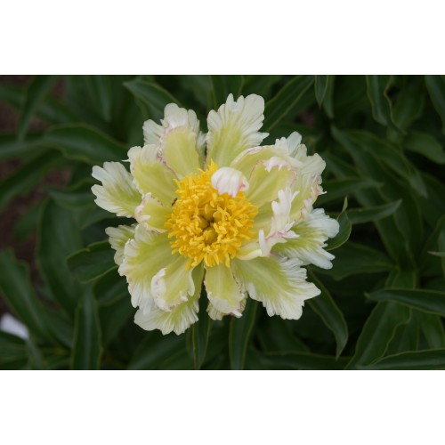 Bijūnas ( lot. peonia lactiflora )  Green Lotus vazone