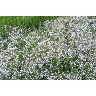 Guboja ( lot. Gypsophila paniculata) Festival White Flare