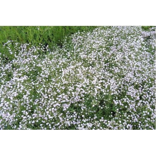 Guboja ( lot. Gypsophila paniculata) Festival White Flare