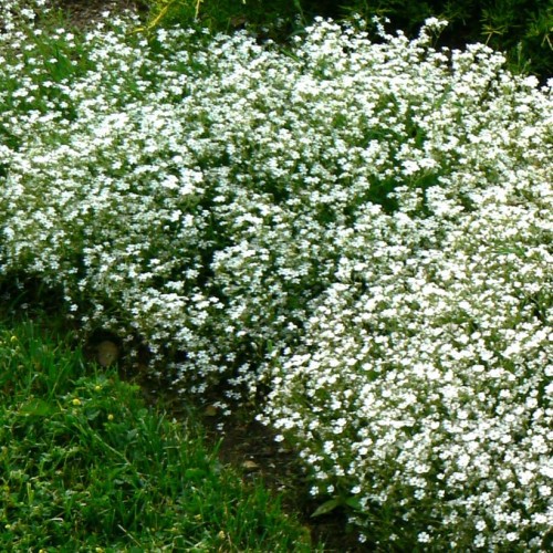 Guboja šliaužianti ( lot. Gypsophila repens) Filou White
