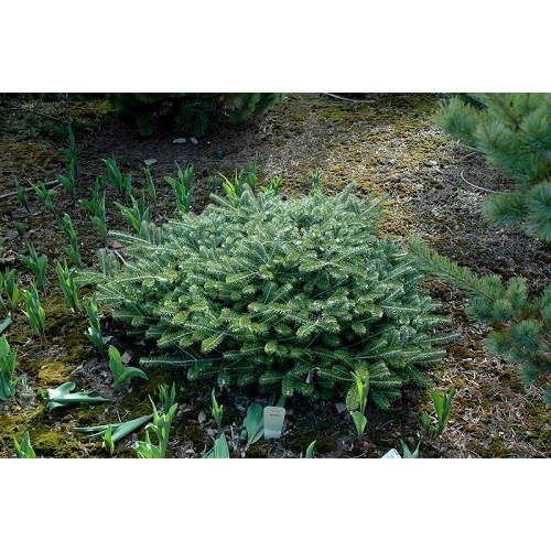 Kėnis korėjinis( lot. Abies koreana)  Fliegende untertasse