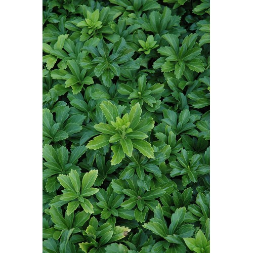 Pachisandra ( lot. Pachysandra terminalis) Green Sheen 
