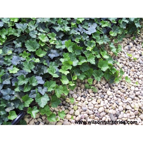 Gebenė lipikė ( lot. Hedera helix)  Thorndale