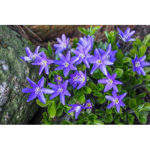 Žibuoklė triskiautė (lot. Hepatica nobilis )  
