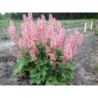 Heucherelė ( lot.Heucherella ) Pink Revolution