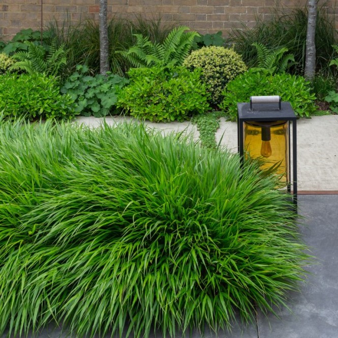 Hakonė ( lot.Hakonechloa  macra) Greenhills