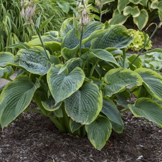 Melsvė ( lot. Hosta) Shadowland  Wu La La