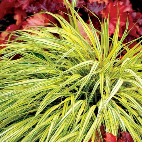 Hakonė ( lot.Hakonechloa  macra) Stripe it rich