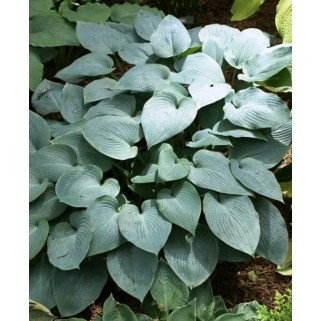 Melsvė ( lot. Hosta) Halcyon