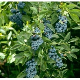 Šilauogė aukštoji ( lot. Vaccinium corymbosum) Hardyblue Šilauogė aukštoji ( lot. Vaccinium corymbosum) Hardyblue