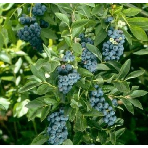 Šilauogė aukštoji ( lot. Vaccinium corymbosum) Hardyblue