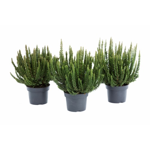 Viržis ( lot. Calluna vulgaris) Havana