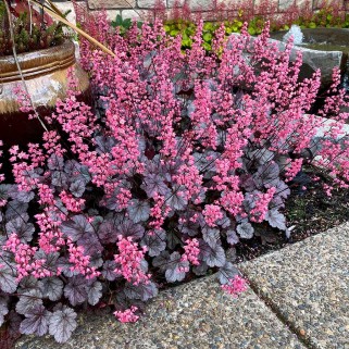 Alūnė ( lot. Heuchera) Milan